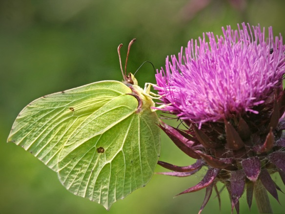 common brimstone butterfly, male, on a thistle