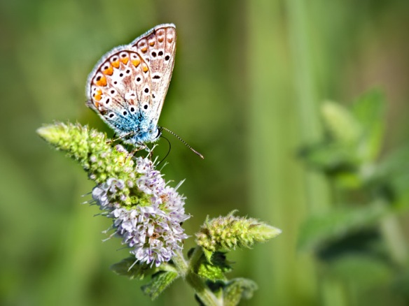 The Common Blue butterfly on a mint flower, Tuscany
