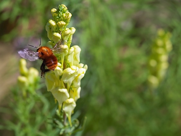 A Common-Carder-bumblebee has harvested on yellow flowers