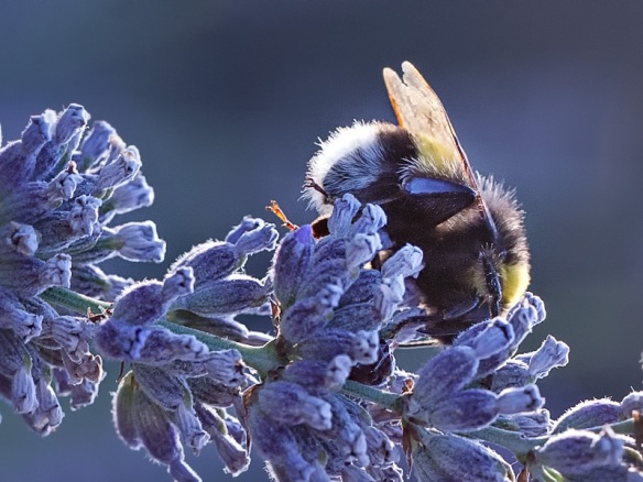 Bumblebee sleeping on a sprig of lavender flower