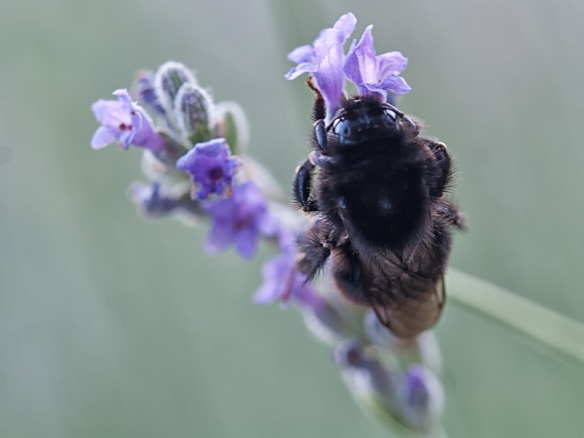 Bumblebee clinging to sprig of lavender and sleeping